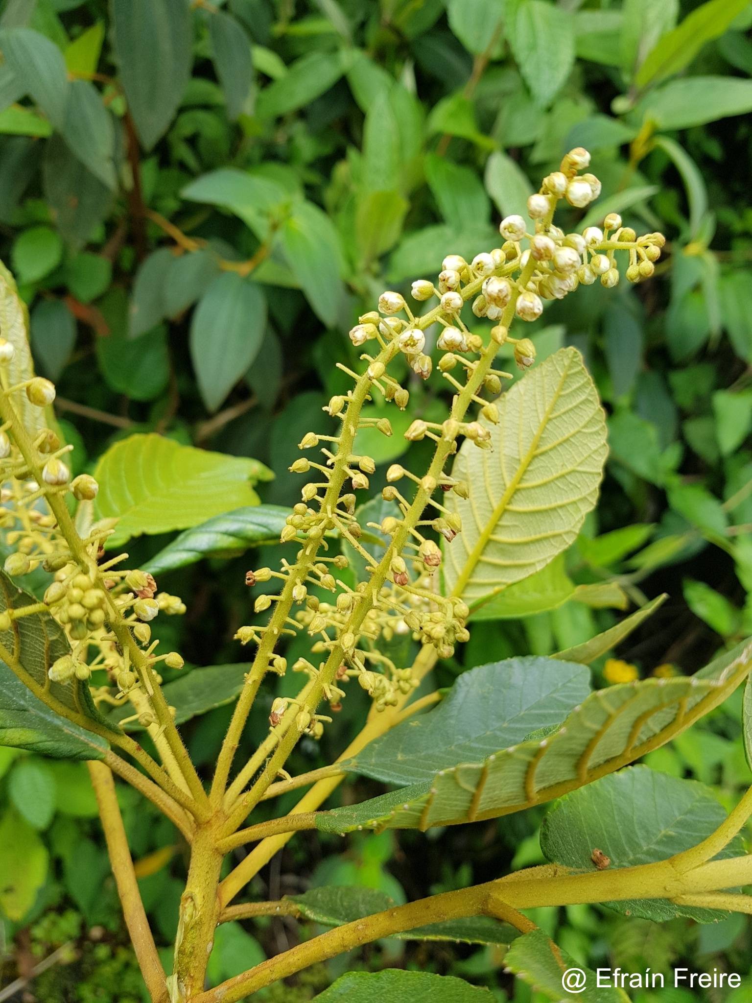 Clethra revoluta image