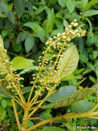 Image of Clethra revoluta