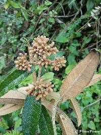 Gynoxys rimbachii image