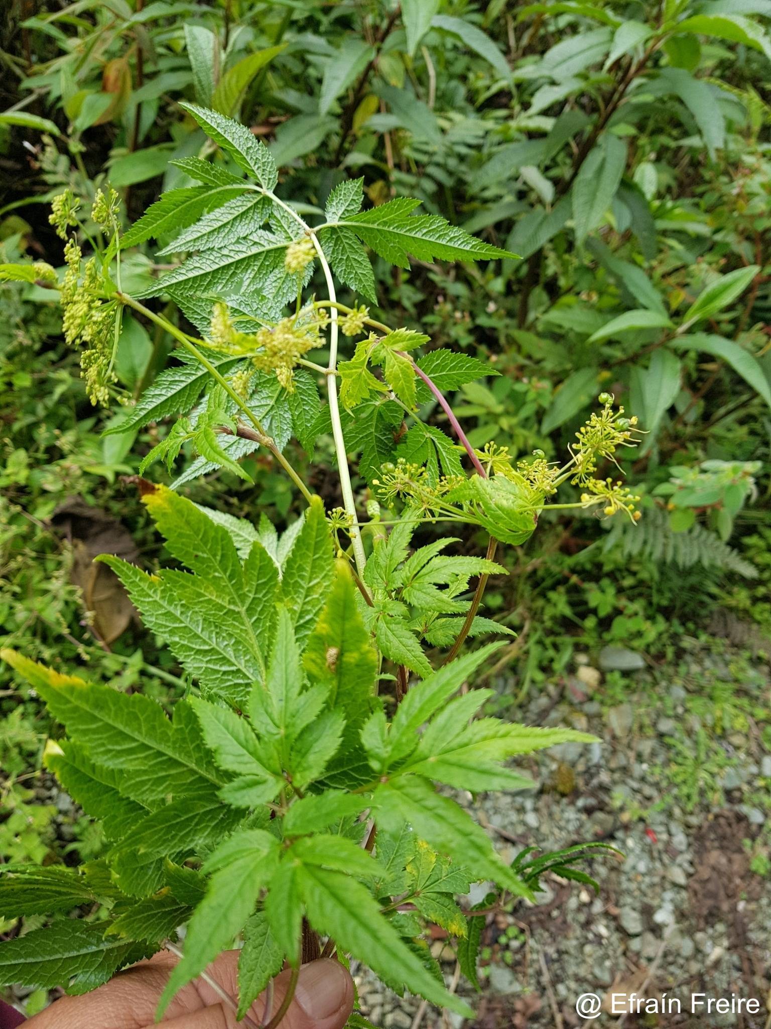 Arracacia moschata image