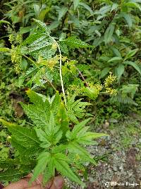 Image of Arracacia moschata