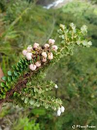 Gaultheria myrsinoides image
