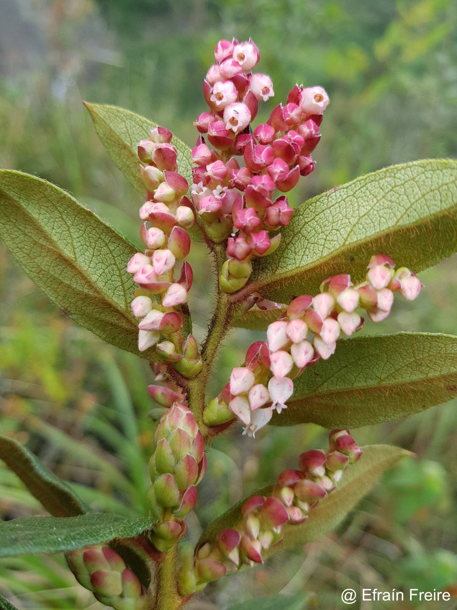 Gaultheria glomerata image