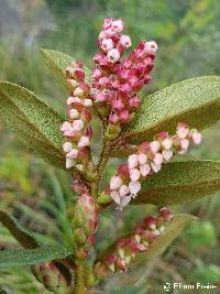 Gaultheria glomerata image
