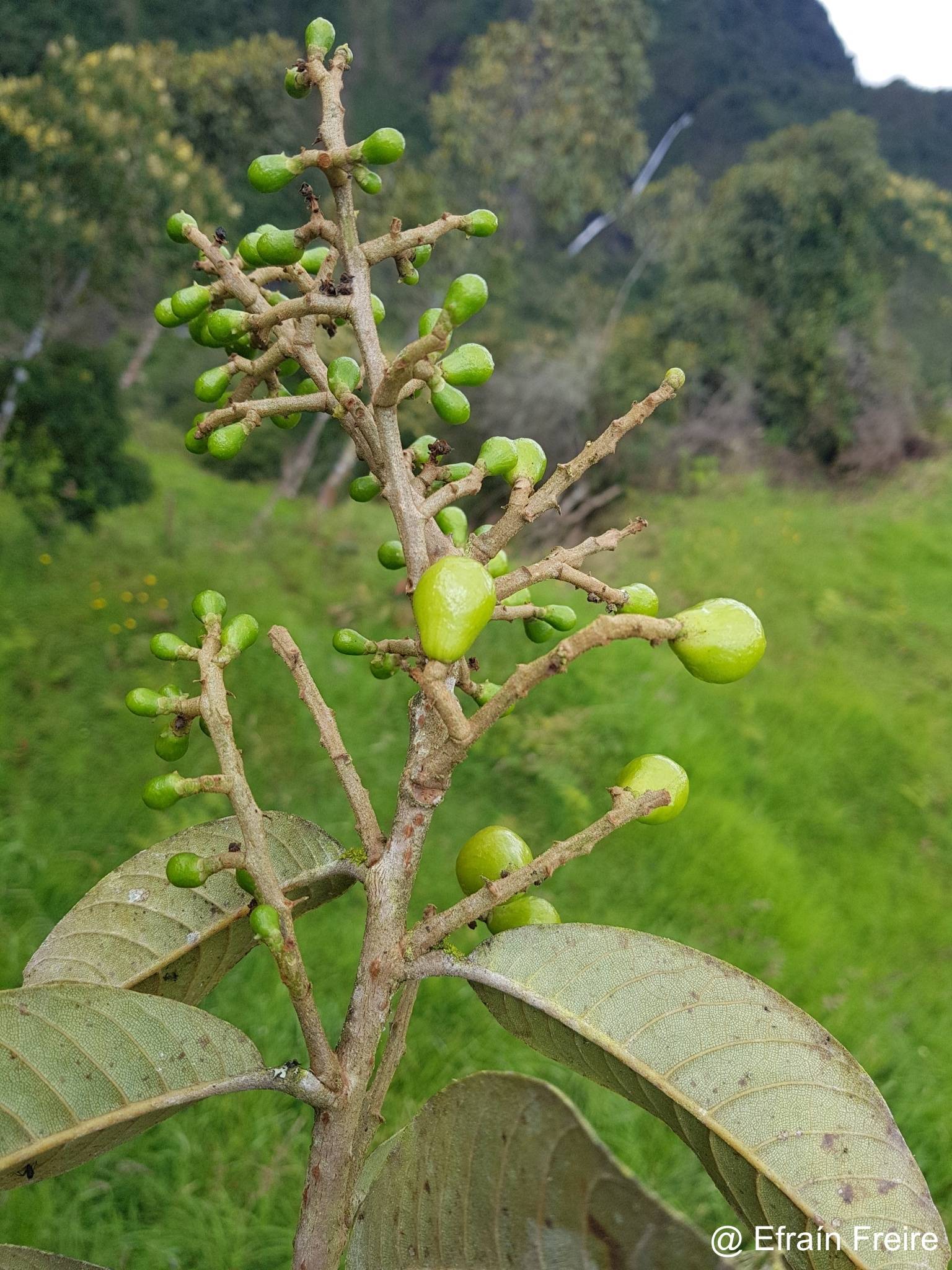 Meliosma frondosa image