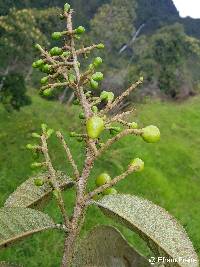 Meliosma frondosa image