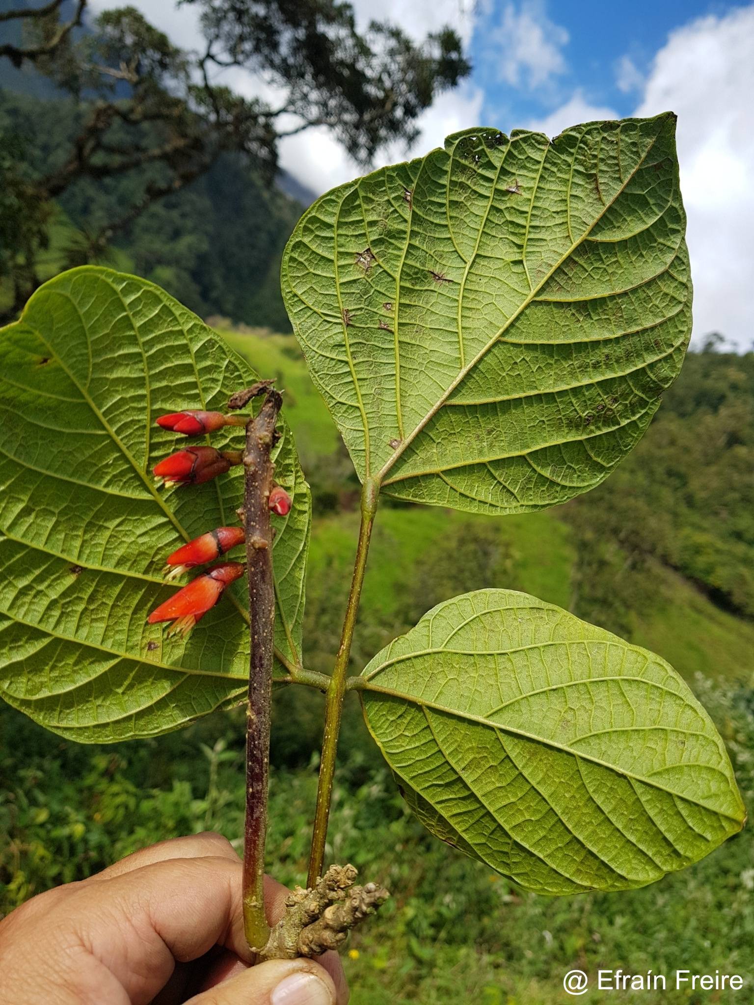 Erythrina image