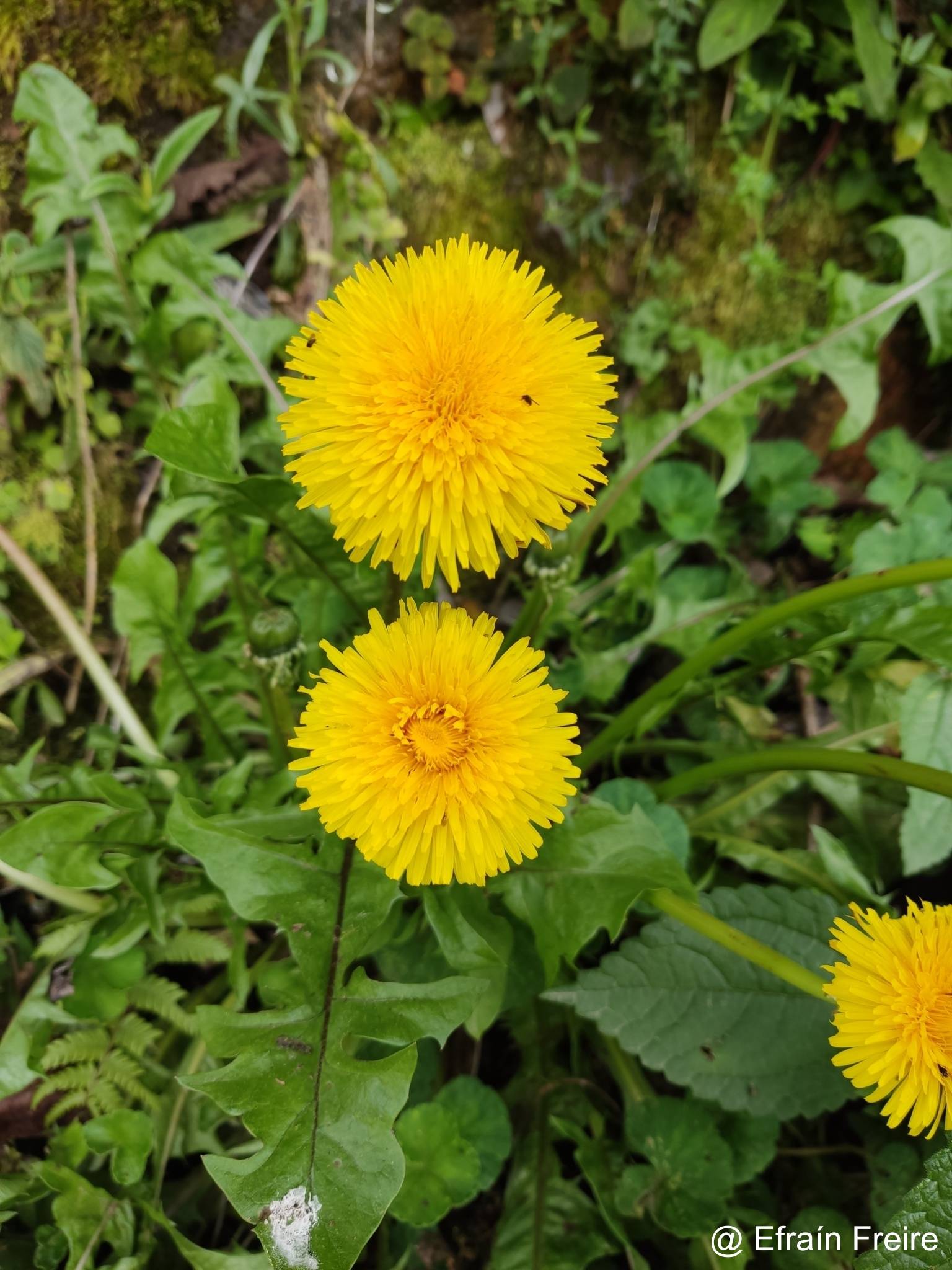 Taraxacum officinale image