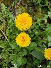 Image of Taraxacum officinale