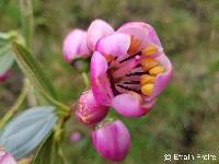 Axinaea quitensis image