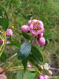 Axinaea quitensis image