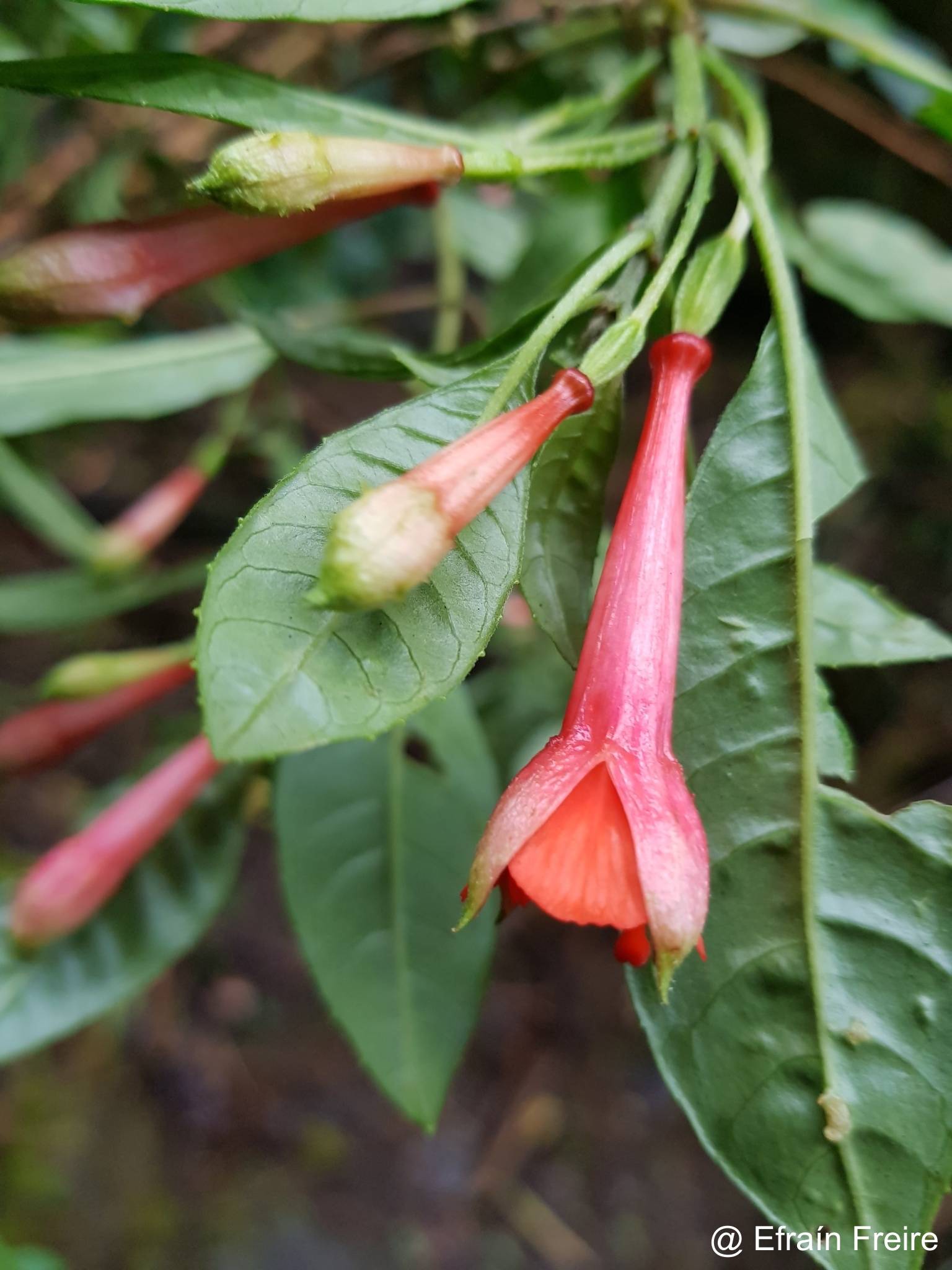 Fuchsia loxensis image