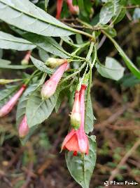 Fuchsia loxensis image