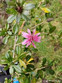 Barnadesia arborea image