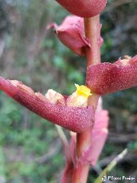 Racinaea tetrantha image