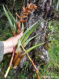 Racinaea tetrantha image