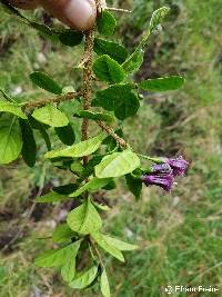 Saracha quitensis image