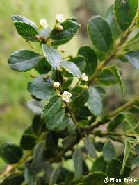 Ilex andicola image