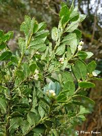 Ilex andicola image