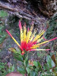 Tristerix longibracteatus image