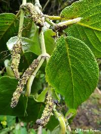 Piper andreanum image