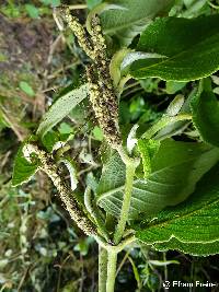 Piper andreanum image