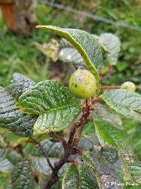 Prunus huantensis image