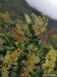 Weinmannia mariquitae image