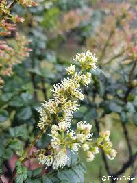 Weinmannia mariquitae image