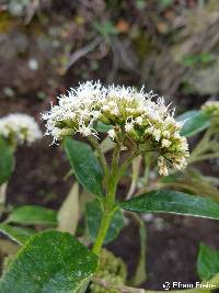 Austroeupatorium inulifolium image