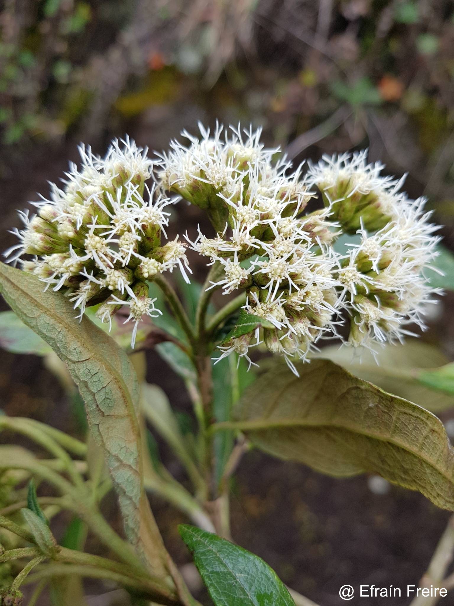 Austroeupatorium inulifolium image