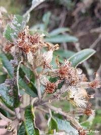 Gynoxys rimbachii image