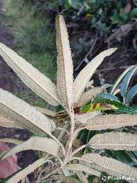 Gynoxys rimbachii image