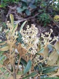 Miconia bracteolata image