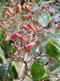 Symplocos quitensis image