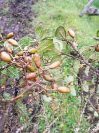 Symplocos quitensis image