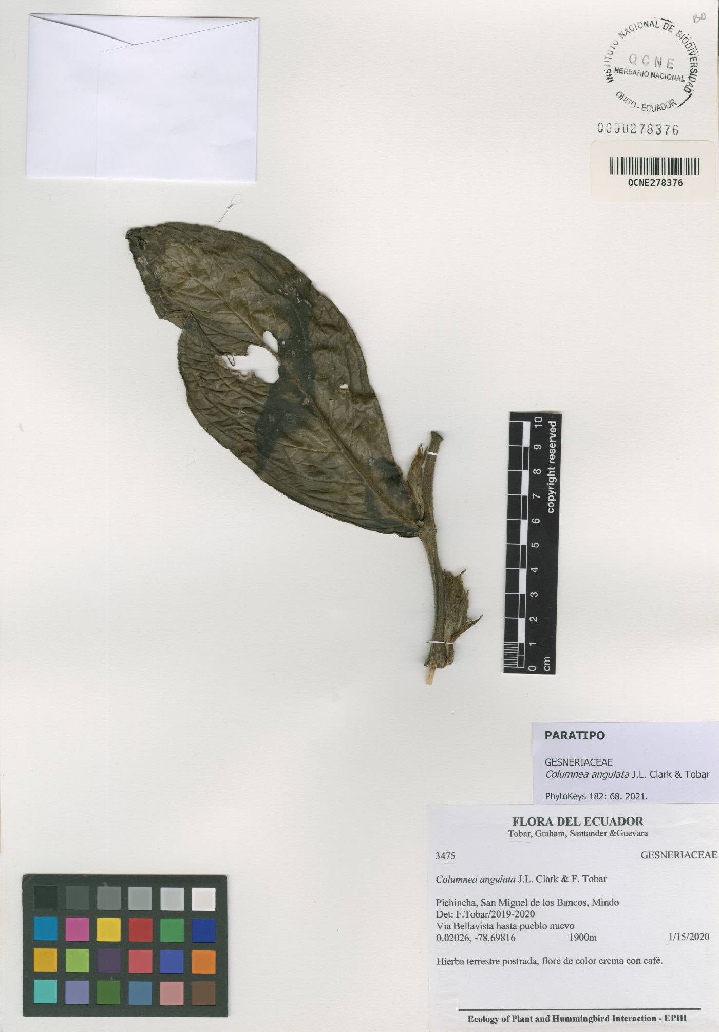 Columnea angulata image