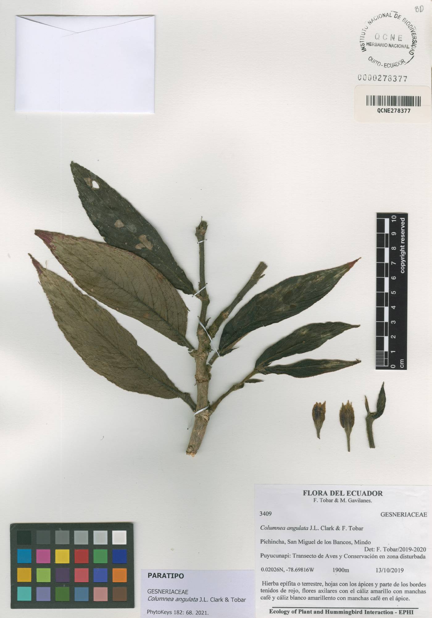 Columnea angulata image