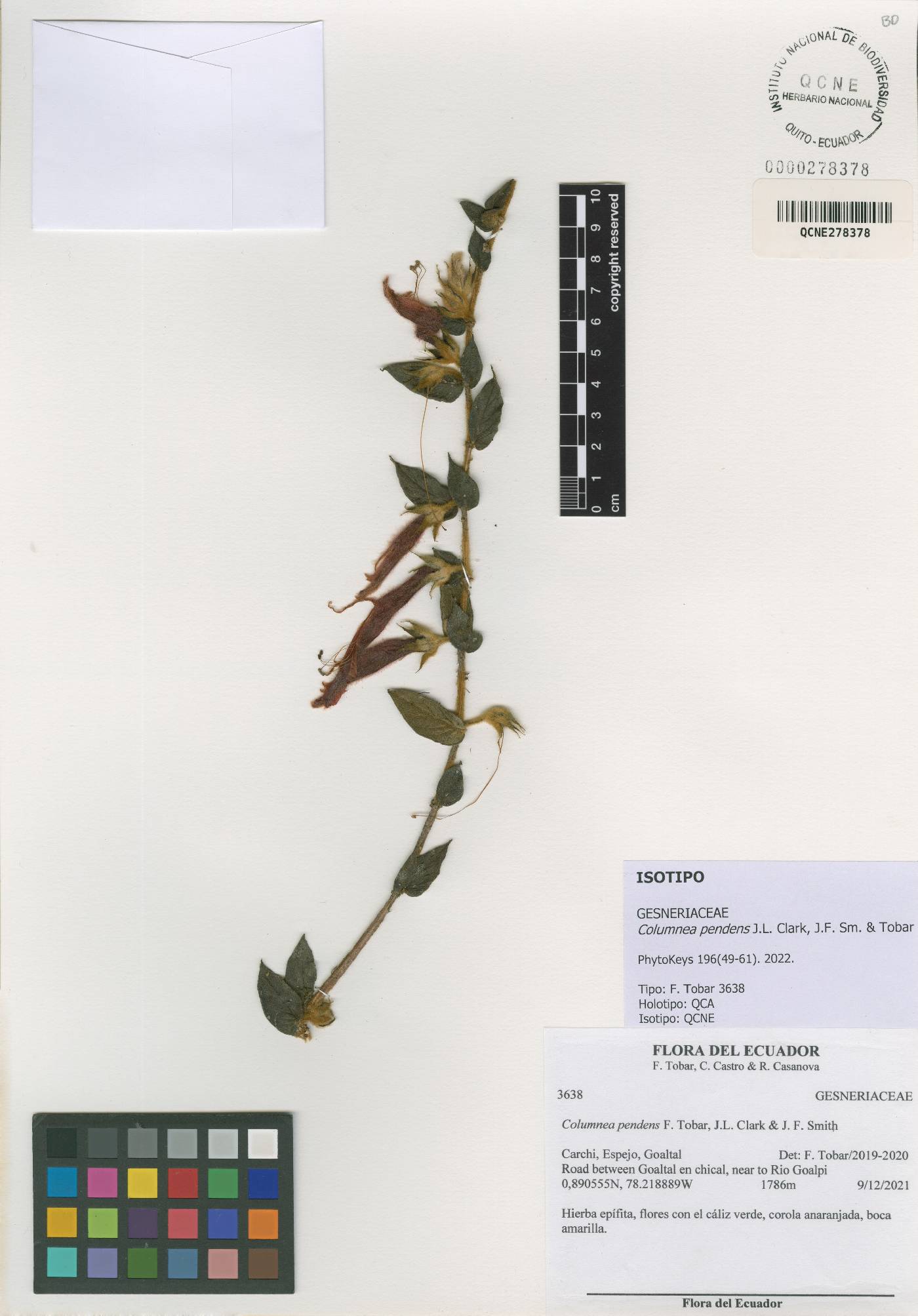 Columnea pendens image