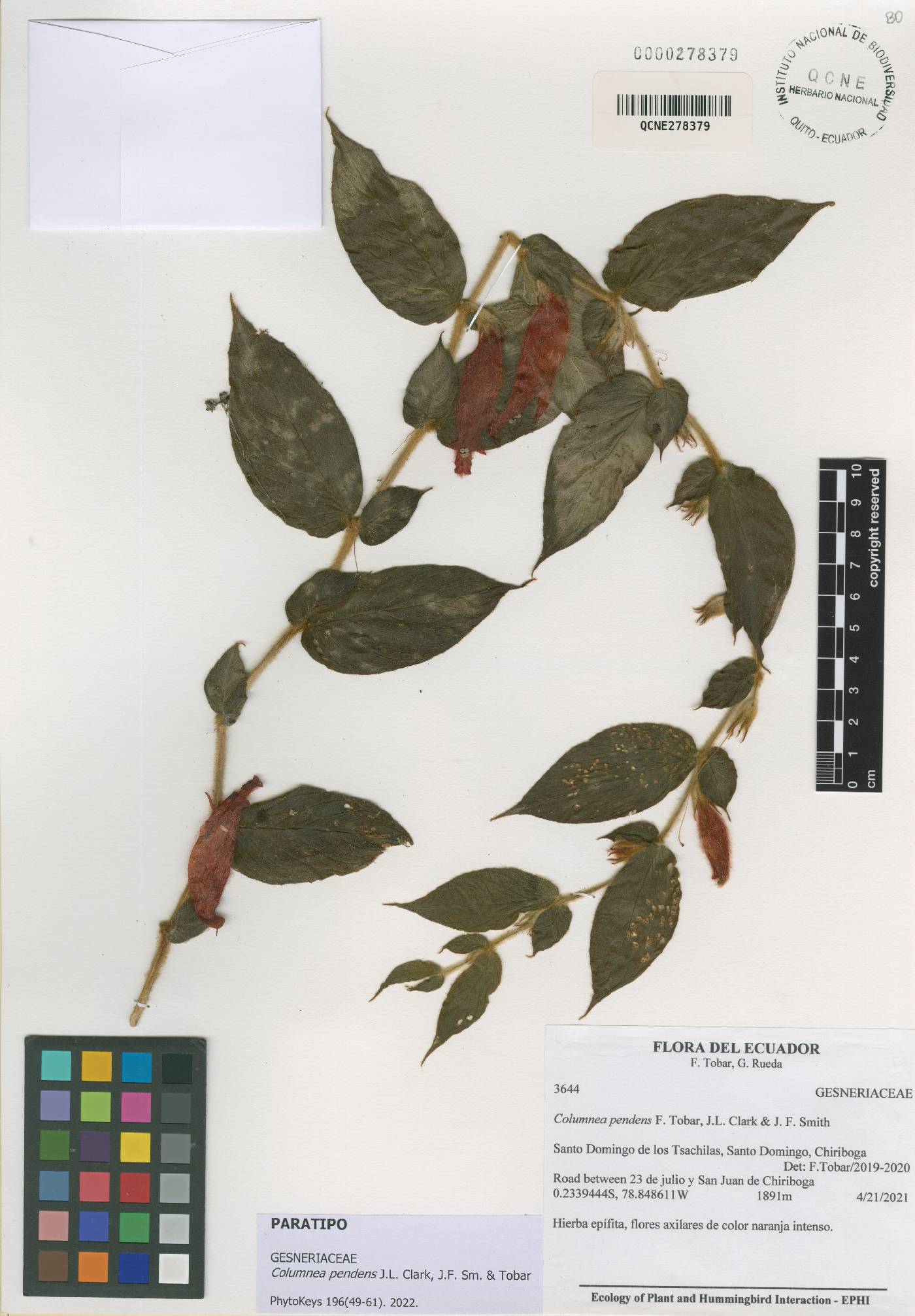 Columnea pendens image