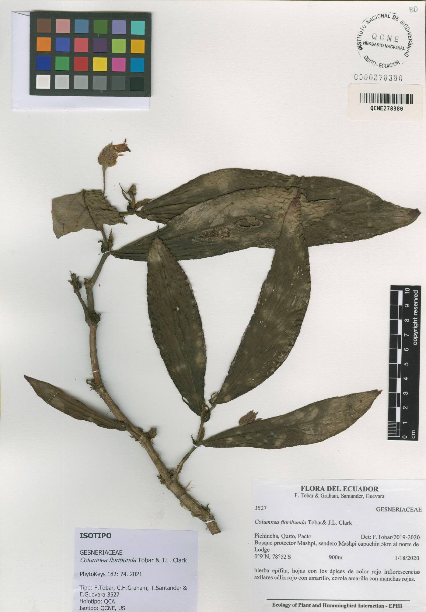 Columnea floribunda image