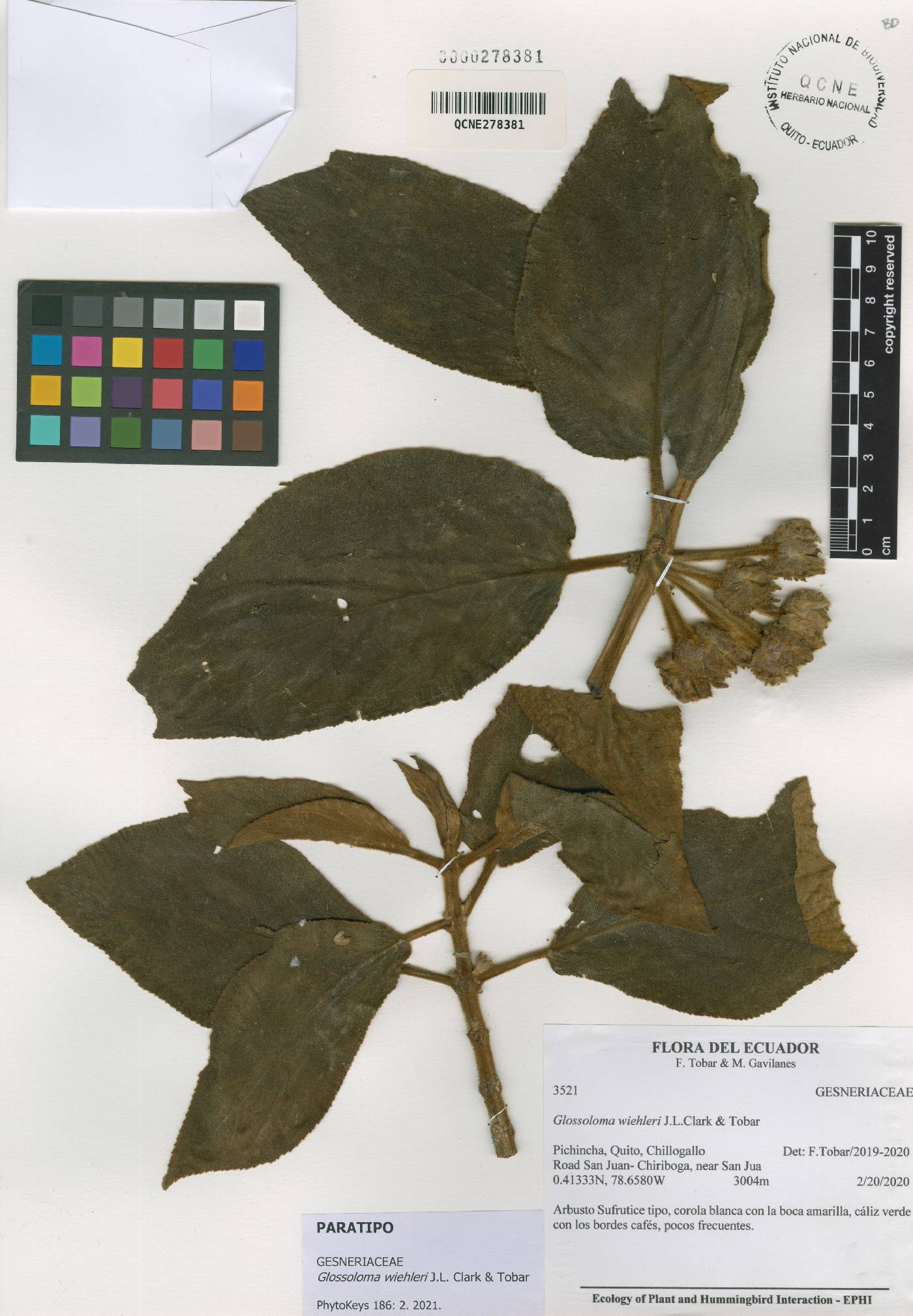 Glossoloma wiehleri image