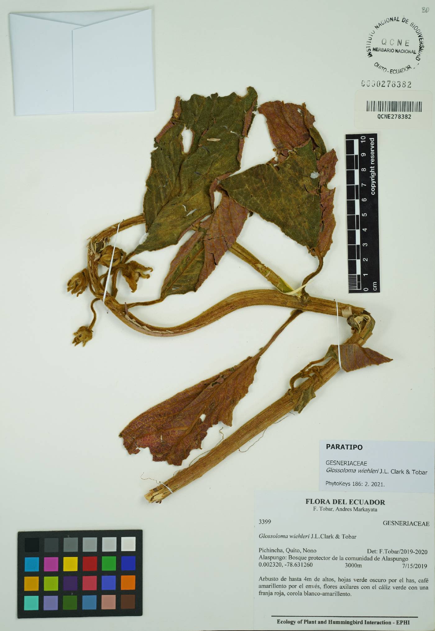 Glossoloma wiehleri image