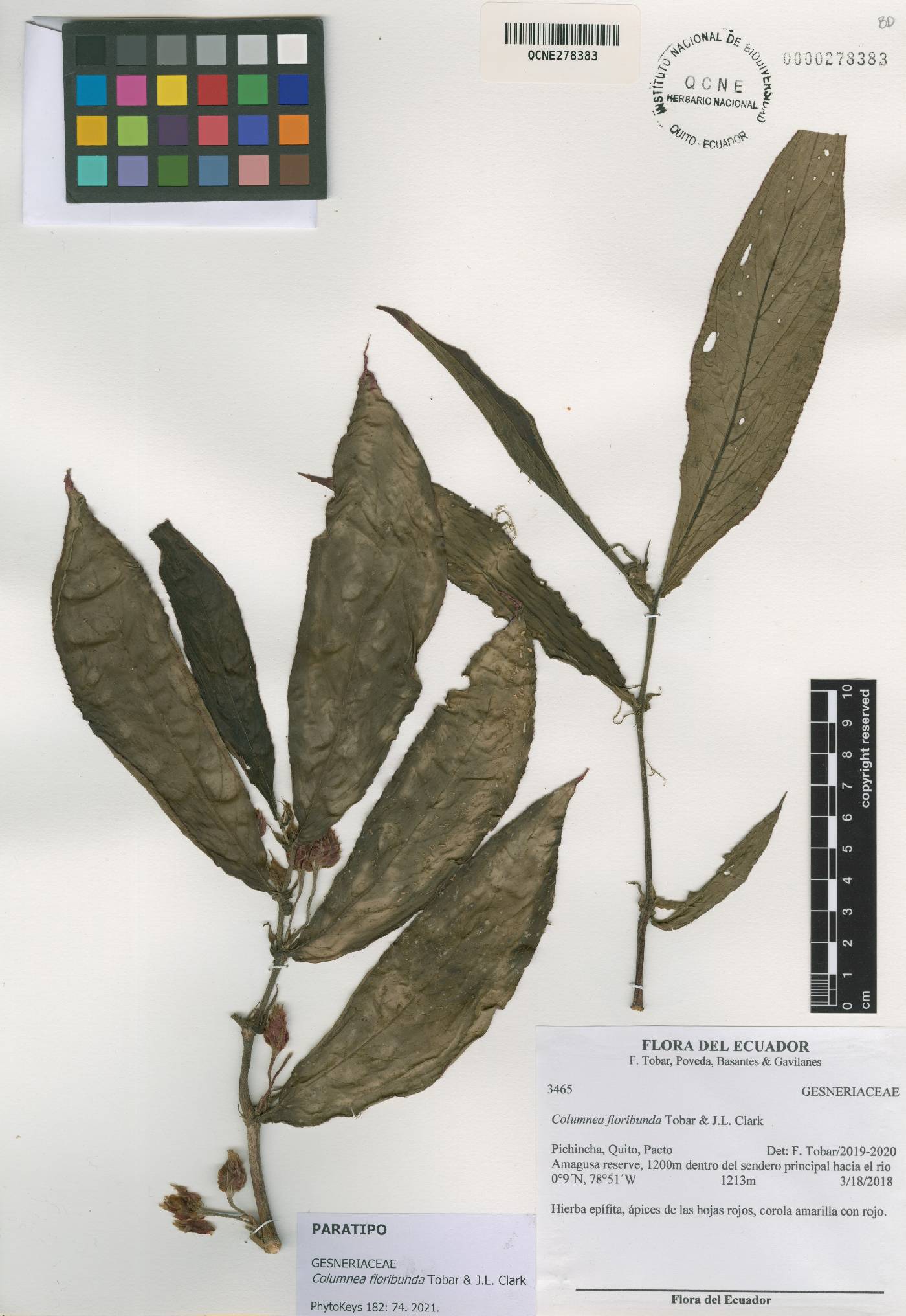 Columnea floribunda image