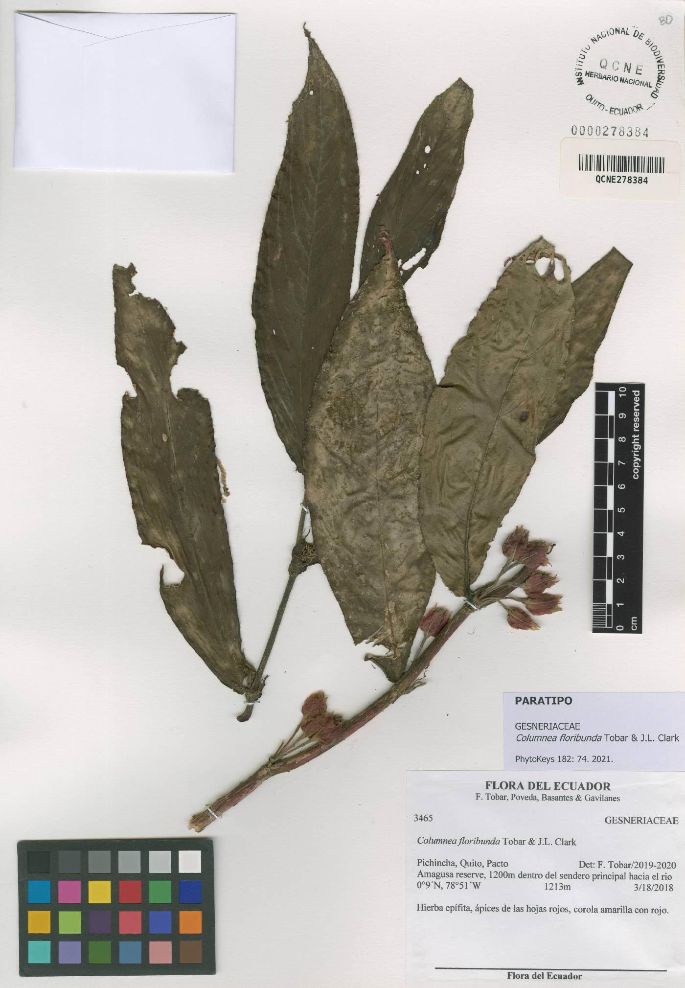 Columnea floribunda image