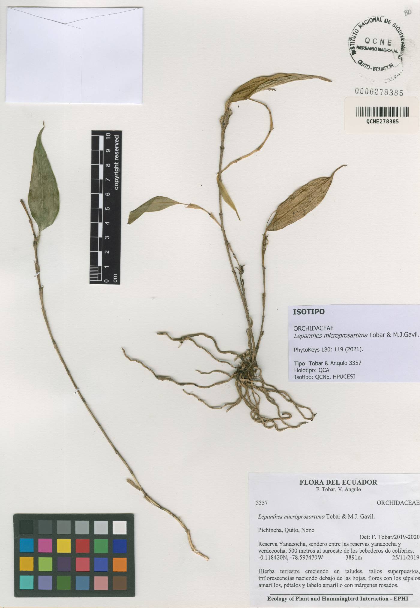 Lepanthes microprosartima image