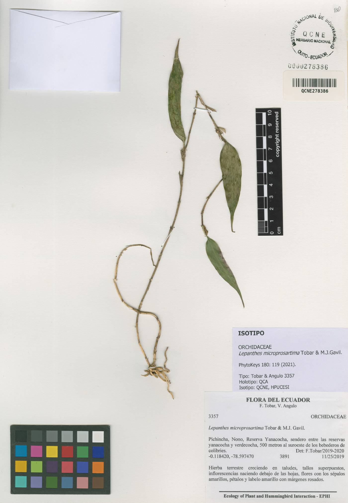 Lepanthes microprosartima image