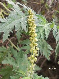 Image of Ambrosia arborescens