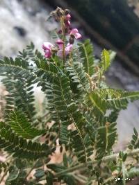Coursetia dubia image