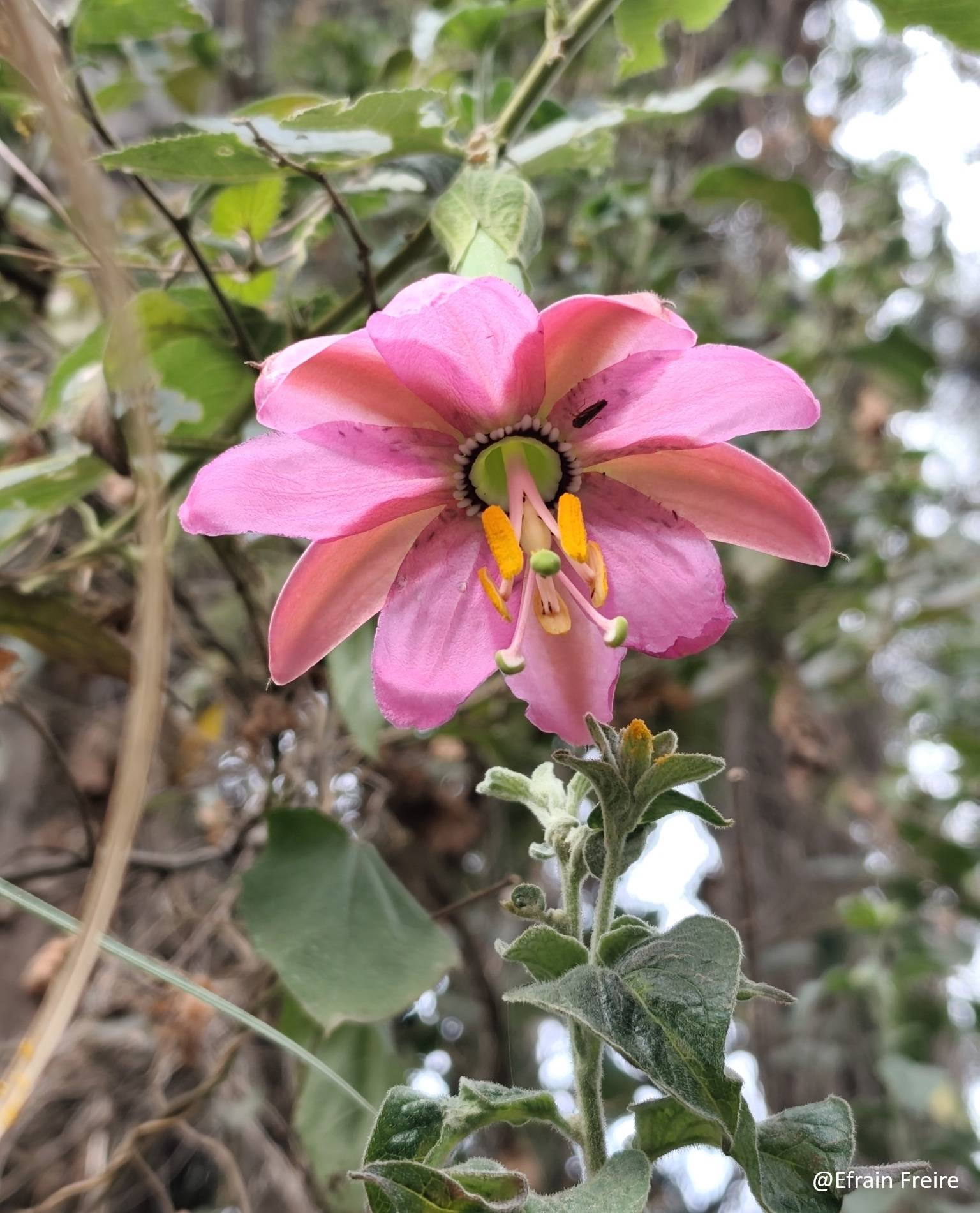 Passifloraceae image